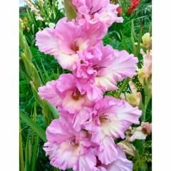 Magenta Princess Gladiolus - Glayöl Soğanı - Soft Pembe Ebruli