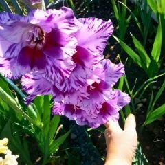 Passos Gladiolus - Glayöl Soğanı - Lila Ebruli
