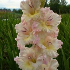Pink Lightning Gladiolus - Glayöl Soğanı - Somon