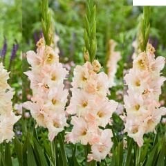 Pink Lightning Gladiolus - Glayöl Soğanı - Somon