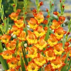 Princess Margareth Rose Gladiolus - Glayöl Soğanı - Turuncu Ebruli