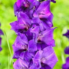 Purple Flora Gladiolus - Glayöl Soğanı - Mor