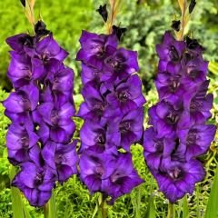Purple Flora Gladiolus - Glayöl Soğanı - Mor