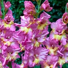 Sunbelt Gladiolus - Glayöl Soğanı - Pembe Sarı Ebruli
