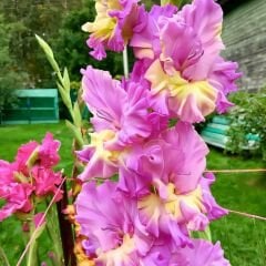 Sunbelt Gladiolus - Glayöl Soğanı - Pembe Sarı Ebruli