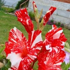 Zizanie  Gladiolus - Glayöl Soğanı - Kırmızı Beyaz