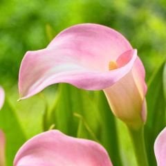 Strawberry Blush Calla Lilly - Gala Çiçeği Yumrusu - Soft Pembe