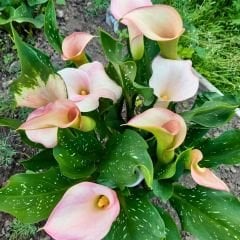 Strawberry Blush Calla Lilly - Gala Çiçeği Yumrusu - Soft Pembe