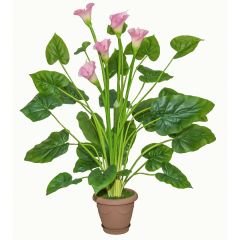 Strawberry Blush Calla Lilly - Gala Çiçeği Yumrusu - Soft Pembe