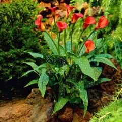 Blood Mary Calla Lilly - Gala Çiçeği Yumrusu - Kırmızı