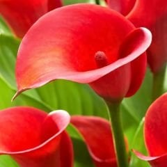 Blood Mary Calla Lilly - Gala Çiçeği Yumrusu - Kırmızı