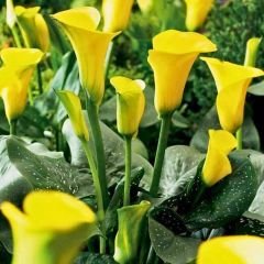 Corazon Calla Lilly - Gala Çiçeği Yumrusu - Sarı