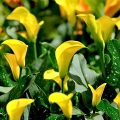 Corazon Calla Lilly - Gala Çiçeği Yumrusu - Sarı