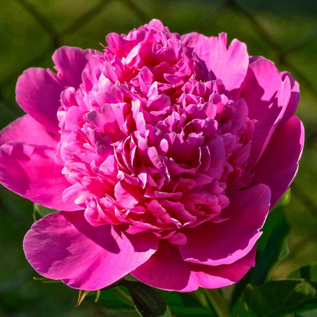 Paeonia Fiona - Duble Katlı Ağaç Şakayık İthal - Fuşya (Gönderilecek ürün 11 lik pottat dikilmiş ve filizlenmiş)