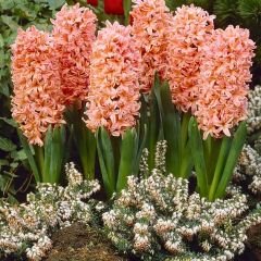 ﻿Gipsy quen Sümbül Soğanı Turuncu - Hyacinthus