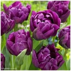 ﻿Double Negrita Lale Soğanı – Tulipa