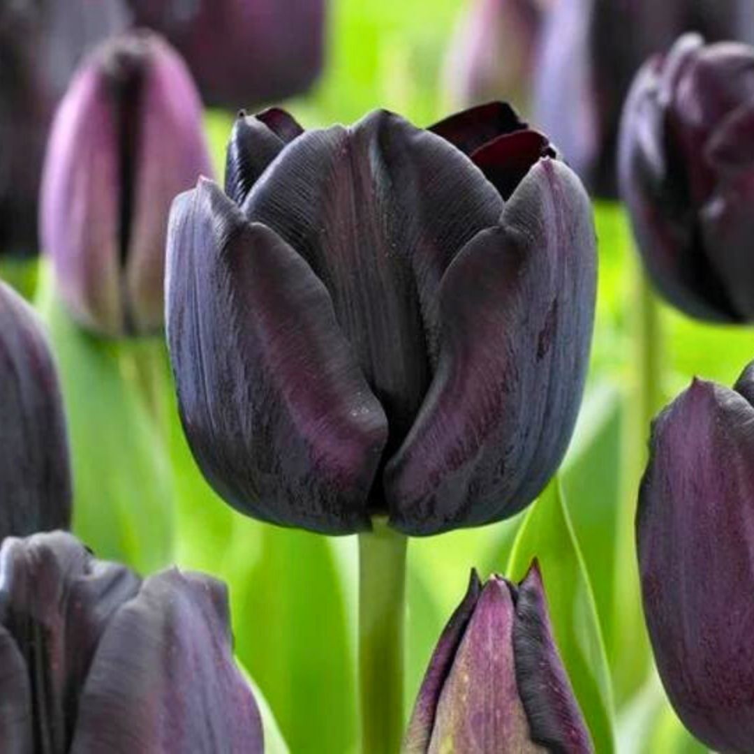 Quin of night Lale Soğanı – Tulipa