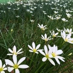 Zephyranthes candida Soğanı İthal - Zıp Çıktı - Beyaz Yağmur Damlası