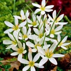 Zephyranthes candida Soğanı İthal - Zıp Çıktı - Beyaz Yağmur Damlası