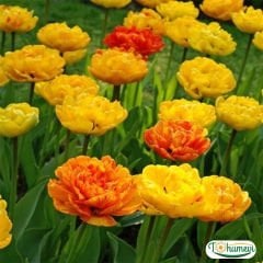 Sunlover Lale Soğanı – Tulipa