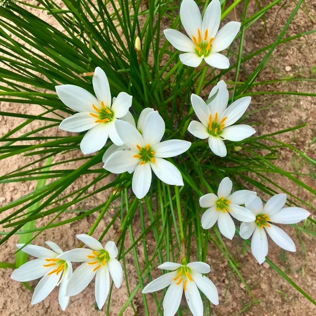 Zephyranthes candida Soğanı İthal - Zıp Çıktı - Beyaz Yağmur Damlası