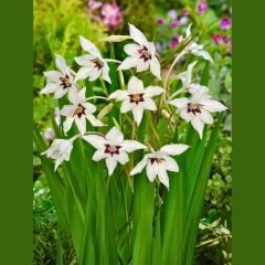 Acidanthera gladiolus(Callianthus) - Habeş Glayölü - Tavus Kuşu Orkidesi
