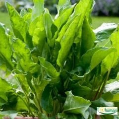 ﻿Beyaz Pazı Tohumu - Beta Vulgaris Chard