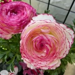 Ranunculus Picotee Pink Soğanı – Düğün Çiçeği - Romantik Pembe