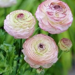 Ranunculus Picotee Pink Soğanı – Düğün Çiçeği - Romantik Pembe