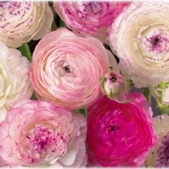 Ranunculus Picotee Pink Soğanı – Düğün Çiçeği - Romantik Pembe