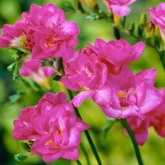 Frezya ( Fresia ) Soğanı Double - Arpa Çiçeği - Pembe