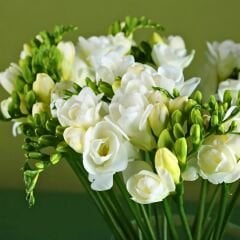 Frezya ( Fresia ) Soğanı Double - Arpa Çiçeği - Beyaz