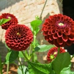 Nescio Dahlia Yıldız Çiçeği Kök - Dalya - Patates Çiçeği - Kırmızı