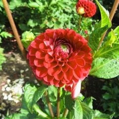 Nescio Dahlia Yıldız Çiçeği Kök - Dalya - Patates Çiçeği - Kırmızı