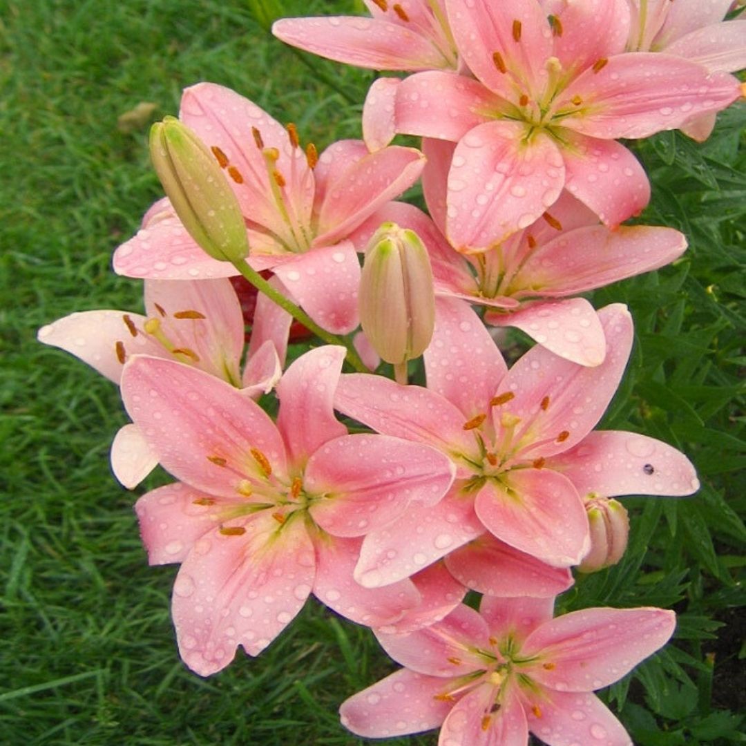 Brindisi Lilium Çiçeği Soğanı - Lilyum - Pudra