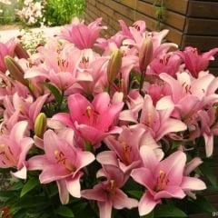 Brindisi Lilium Çiçeği Soğanı - Lilyum - Pudra
