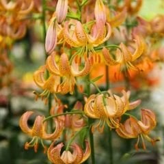 Peppart Gold Martagon Lily Soğanı - Lilyum
