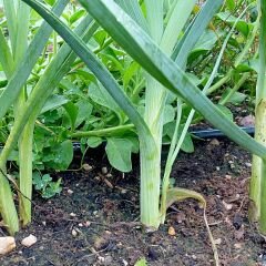 Pırasa Tohumu Geleneksel Soğuğa Dayanıklı - Allium Porrum