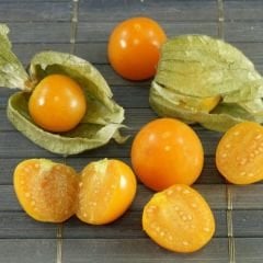 ﻿Altın Çilek Tohumu - İnka Eriği - Physalis Peruviana