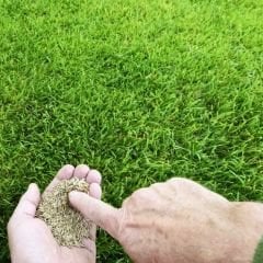 Çim Tohumu Güzel Görünüm - Beautiful Look Lawn - 1 kg