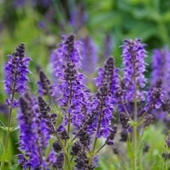 Tıbbi Adaçayı Tohumu – Salvia nemorosa blue