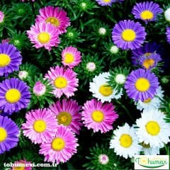 Saraypatı Aster Papatya Çiçeği Tohumu - Callitephus