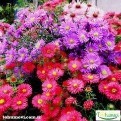Saraypatı Aster Papatya Çiçeği Tohumu - Callitephus