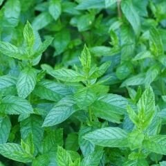 ﻿Geleneksel Nane Tohumu – Greenmint Viridis