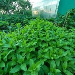 ﻿Geleneksel Nane Tohumu – Greenmint Viridis