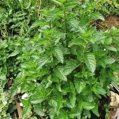 ﻿Geleneksel Nane Tohumu – Greenmint Viridis