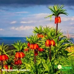 Turuncu Ters Lale Soğanı – Fritillaria İmperialis