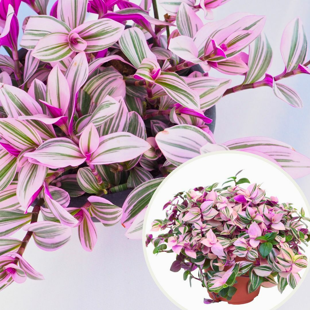﻿Telgraf Çiçeği Fidesi – Tradescantina Nanouk