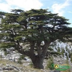 Toros Sediri Ağaç Tohumu – Cedrus Libani