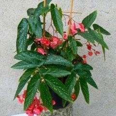 Söğüt Begonya  Çiçeği Saksıda – Begonia Maculata